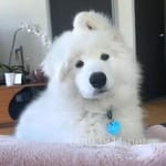 Avatar of Danish Ahmed